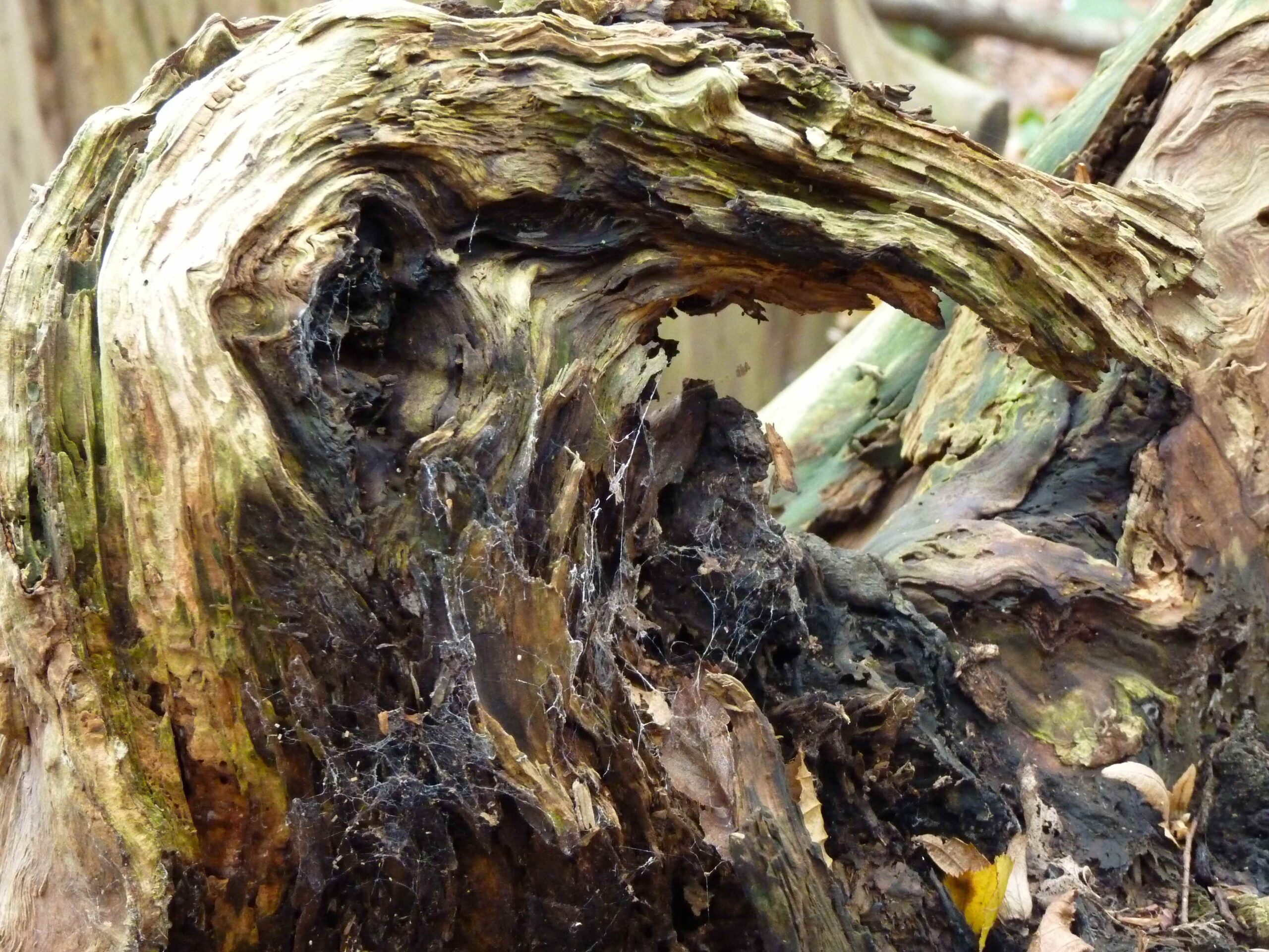 Featured image for “Cuando la agonía se impone a la dignidad”